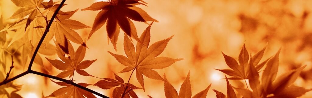 Maple Autumn Leaves