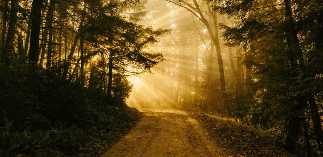 Path through trees